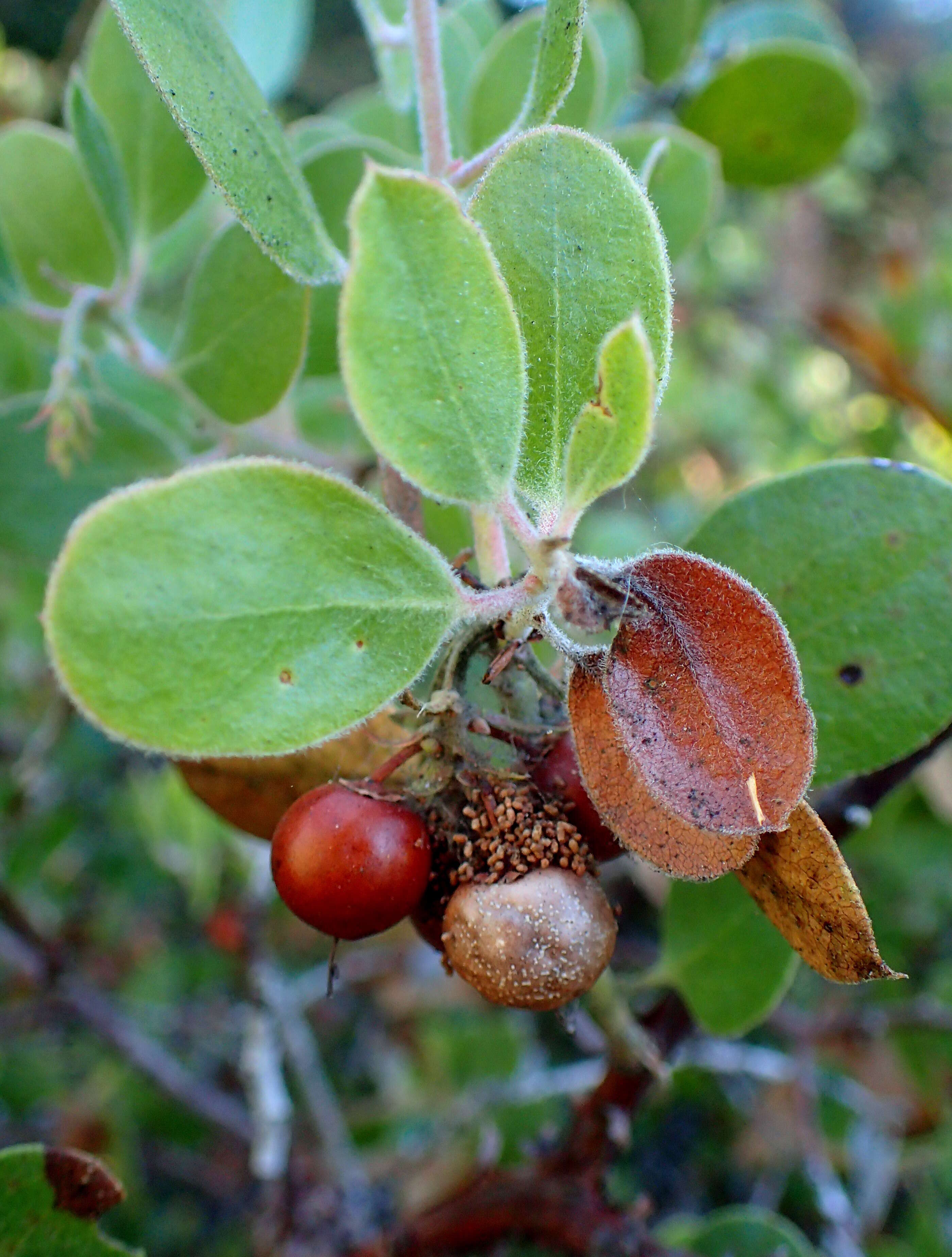 Image of shagbark manzanita