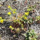 Image of pappose tarweed