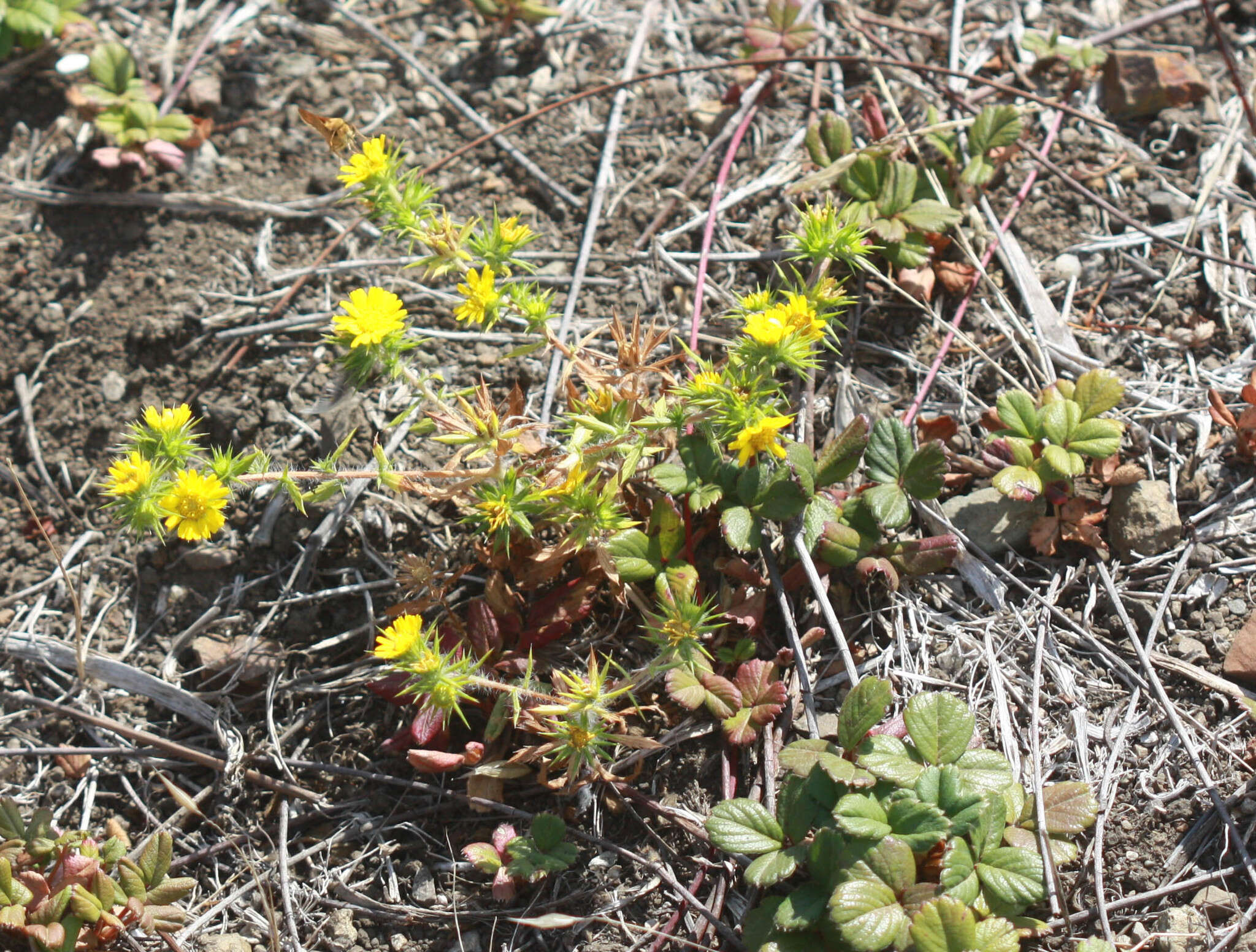 Image of pappose tarweed