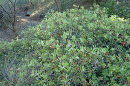 Image of shagbark manzanita