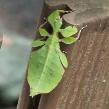 Image of Cryptophyllium chrisangi (Seow-Choen 2017)