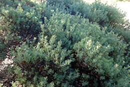 Image de Arctostaphylos pumila Nutt.