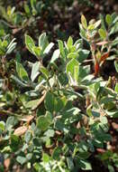 Image de Arctostaphylos pumila Nutt.