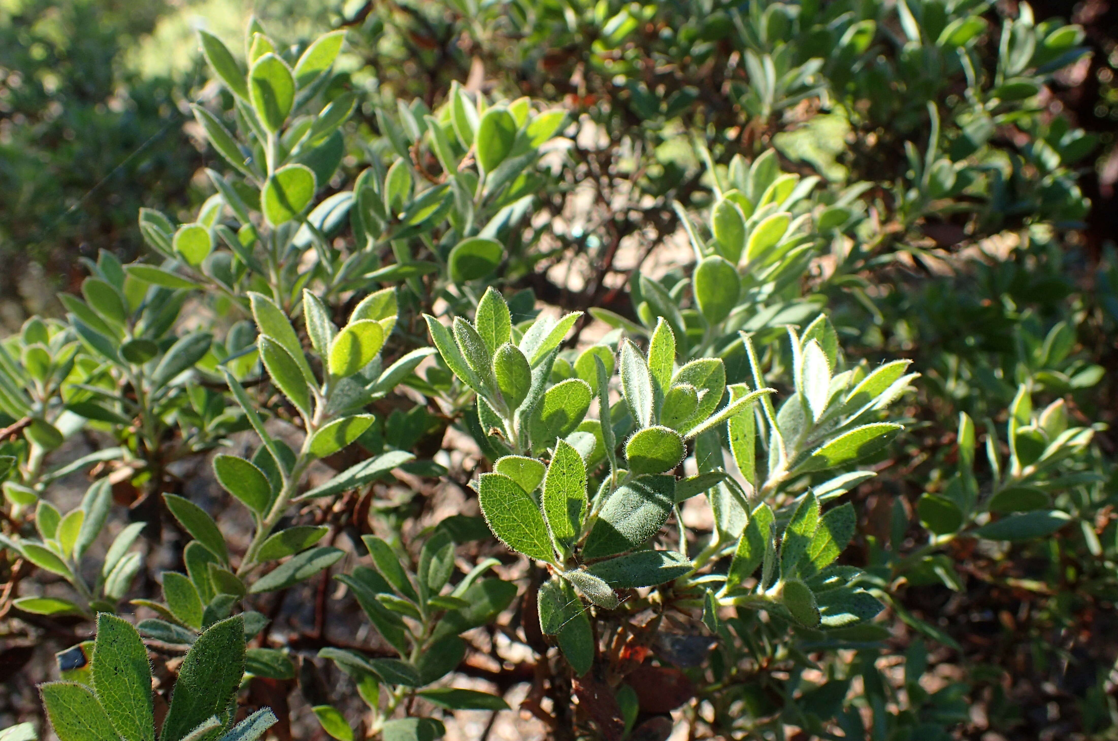 Image de Arctostaphylos pumila Nutt.