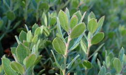 Image de Arctostaphylos pumila Nutt.