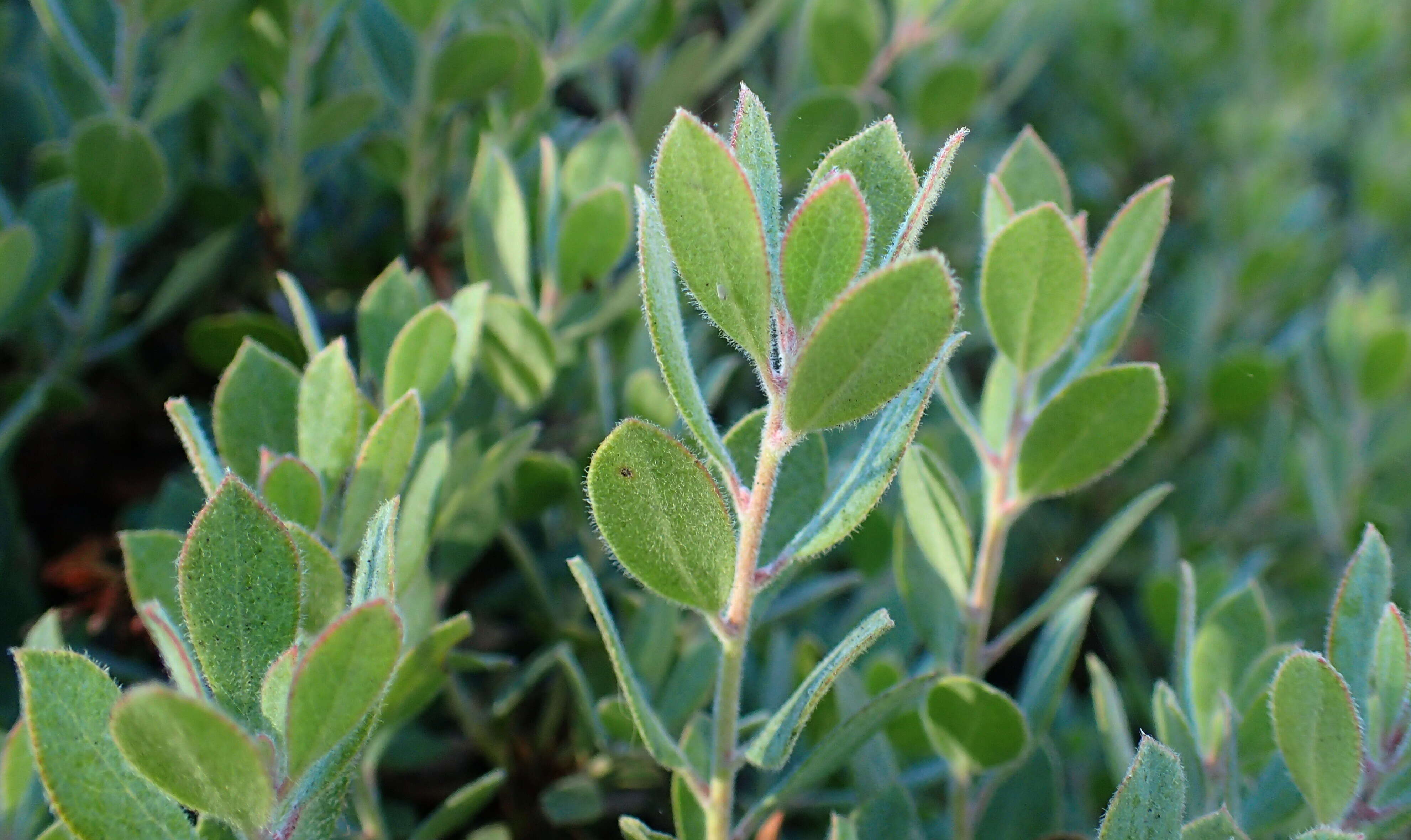 Image de Arctostaphylos pumila Nutt.