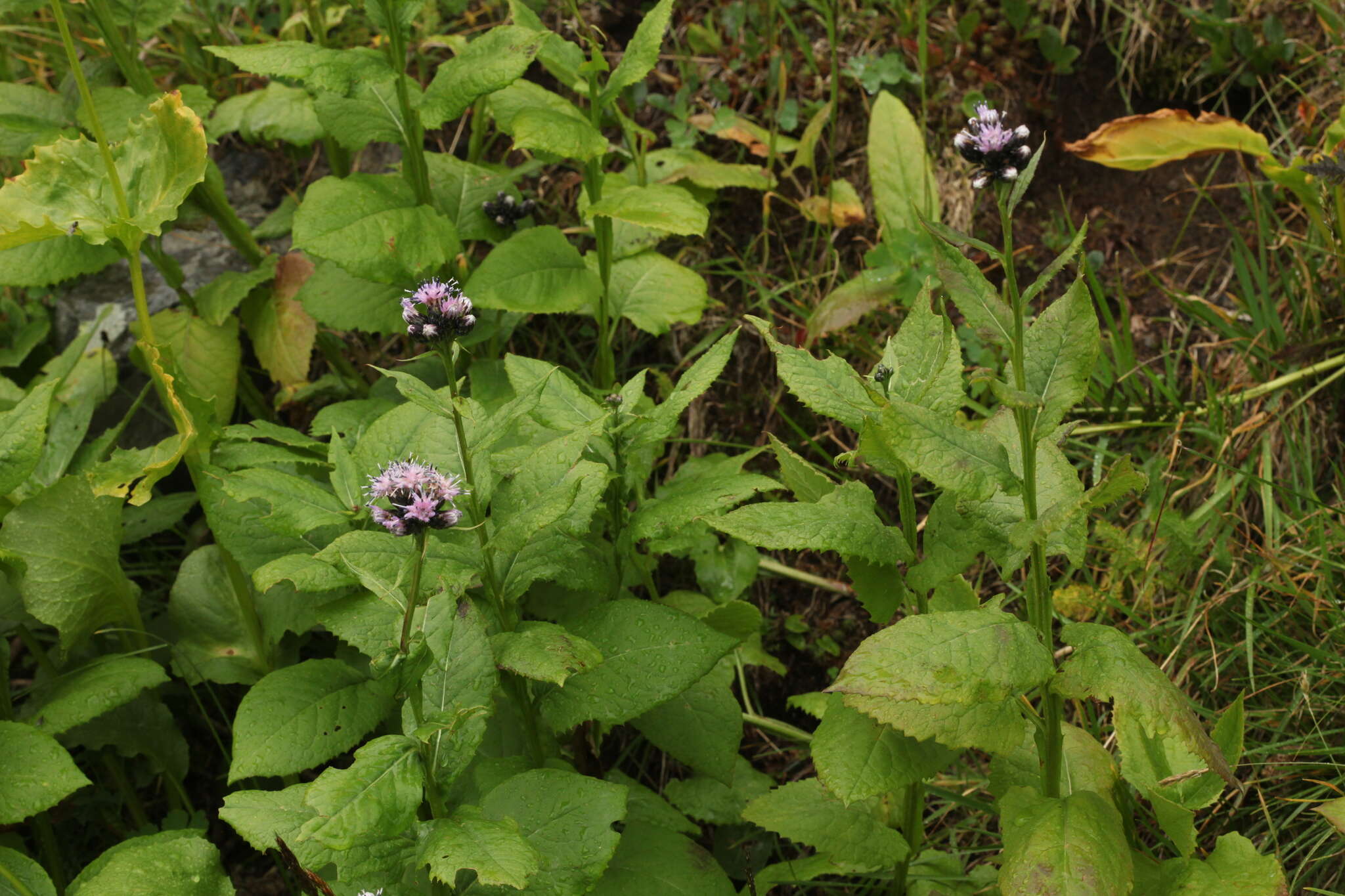 Saussurea latifolia Ledeb. resmi