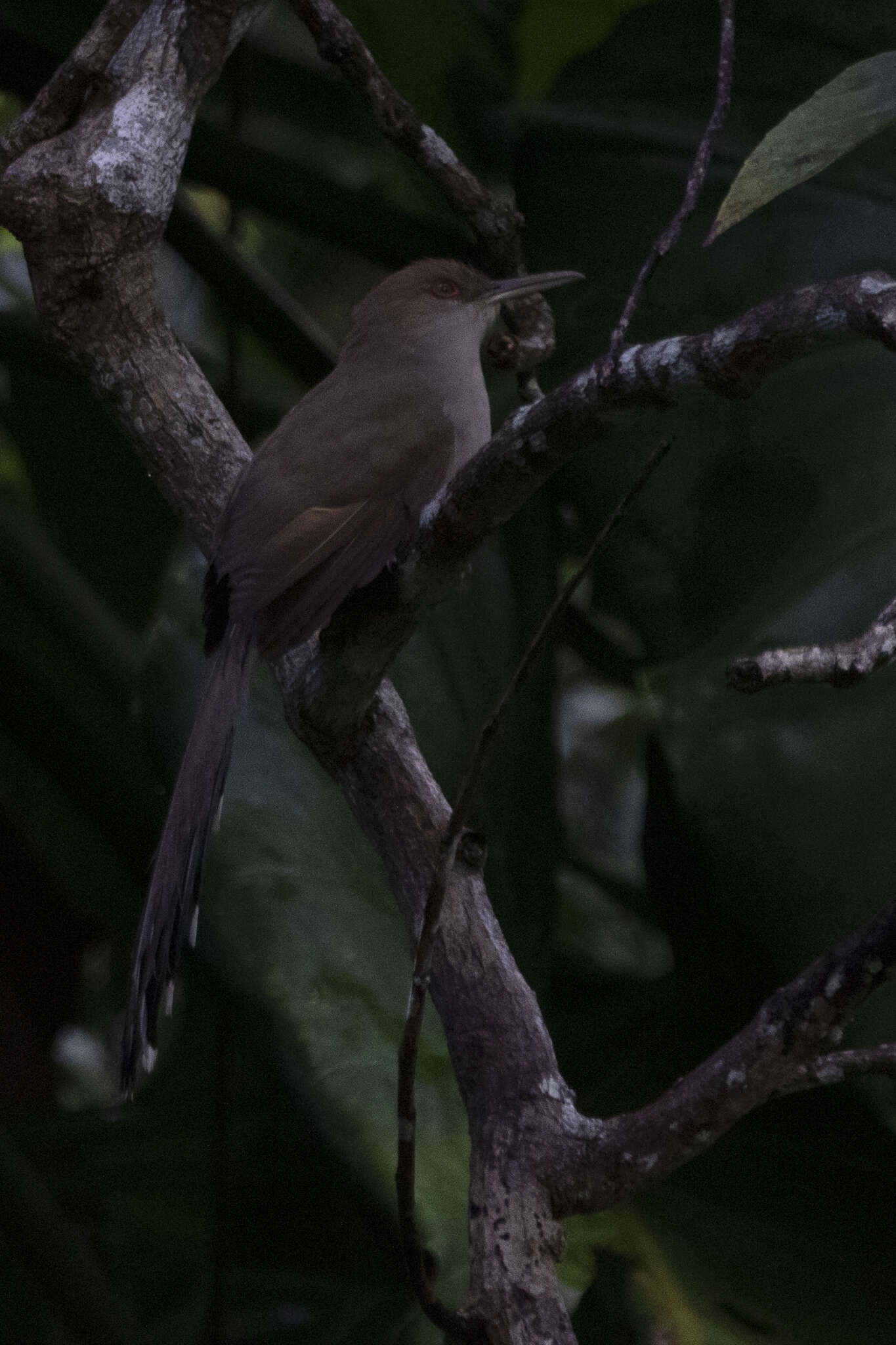 Image of Puerto Rican Lizard Cuckoo