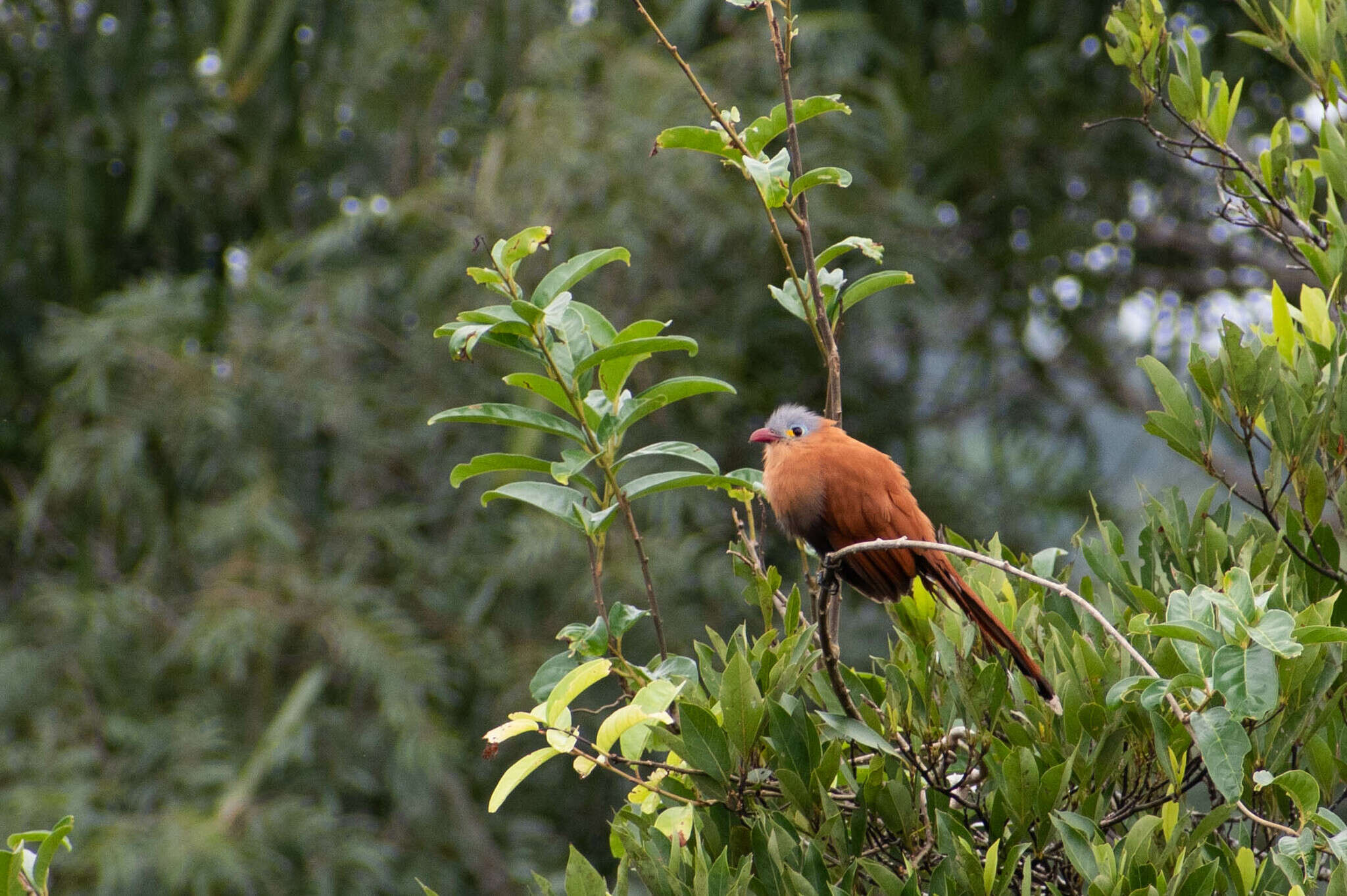 Image of Black-bellied Cuckoo