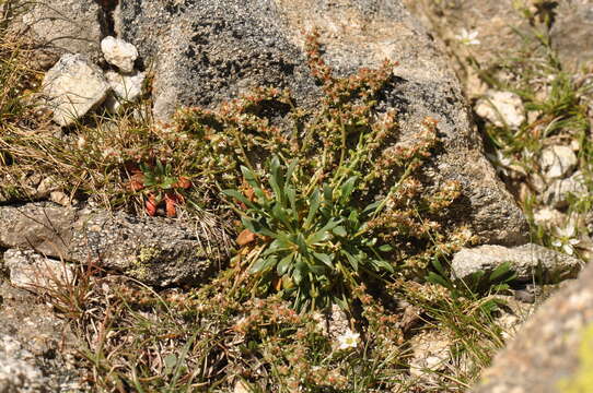 Image of Sesamoides interrupta (Boreau) G. López González