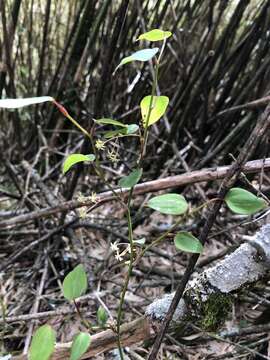 Image of Smilax vaginata Decne.