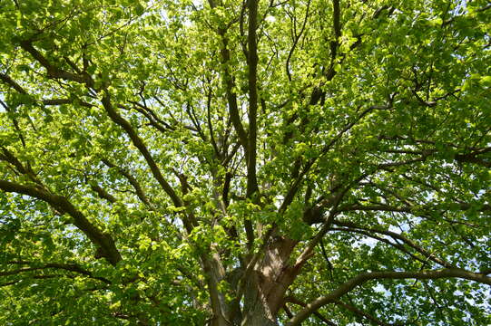 Image of Large-leaved Lime