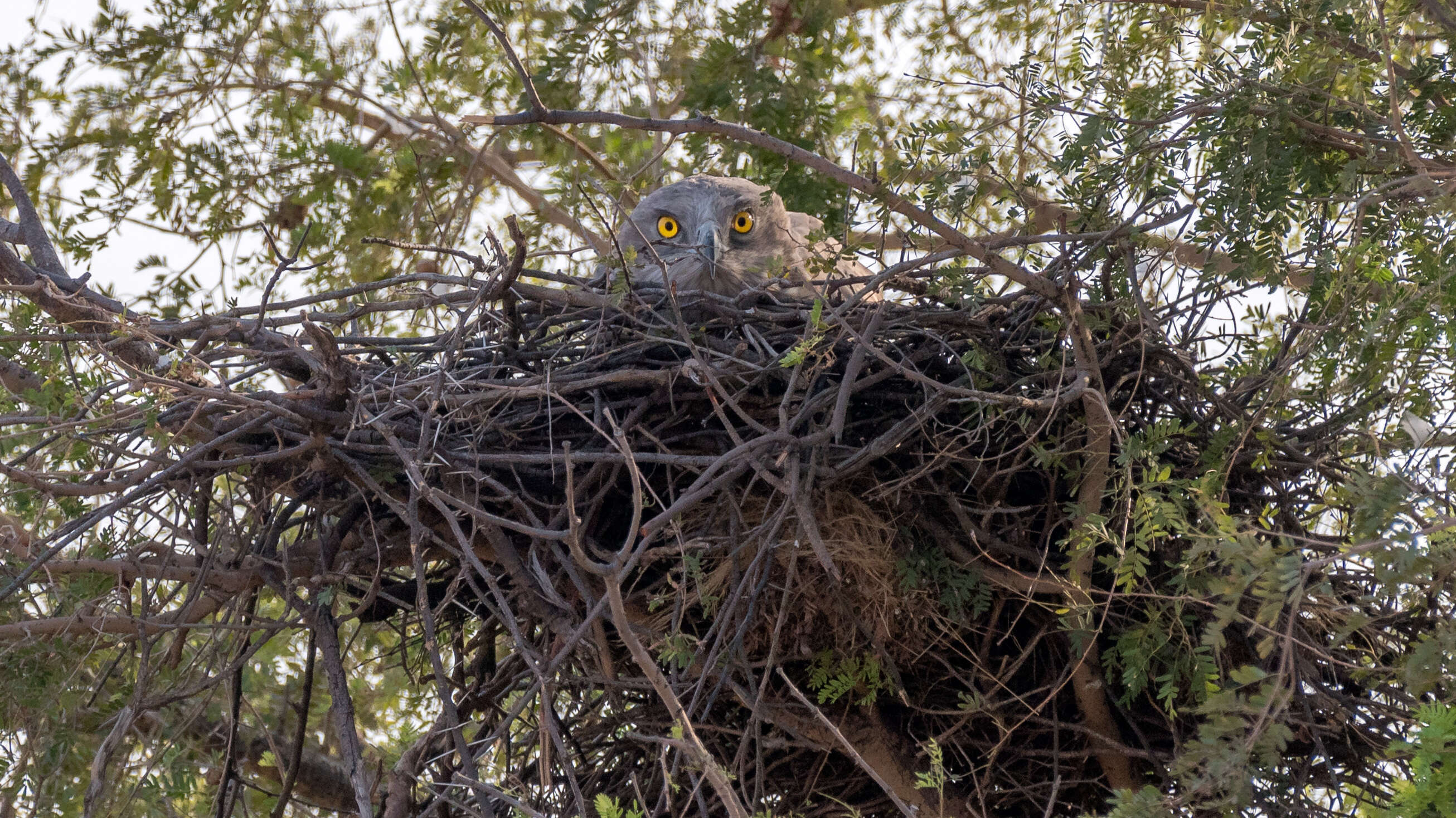 Image of Short-toed Eagle