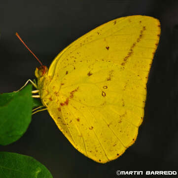 Image of Large Orange Sulphur