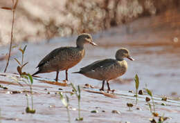 Image of Bernier's Teal