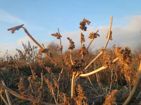 Image of redroot amaranth