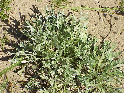 Image of Achillea clavennae L.