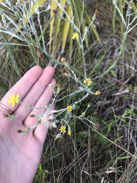 Image of narrowleaf silkgrass