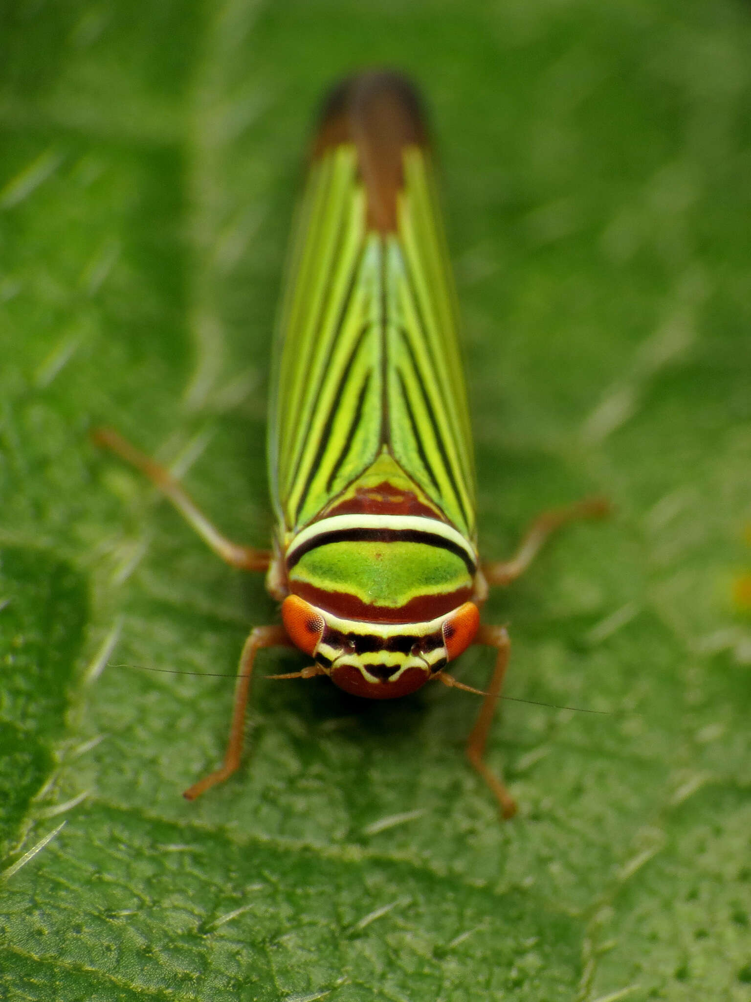 Image of Tylozygus fasciatus (Walker & F. 1851)