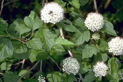 Physocarpus opulifolius (L.) Maxim. resmi