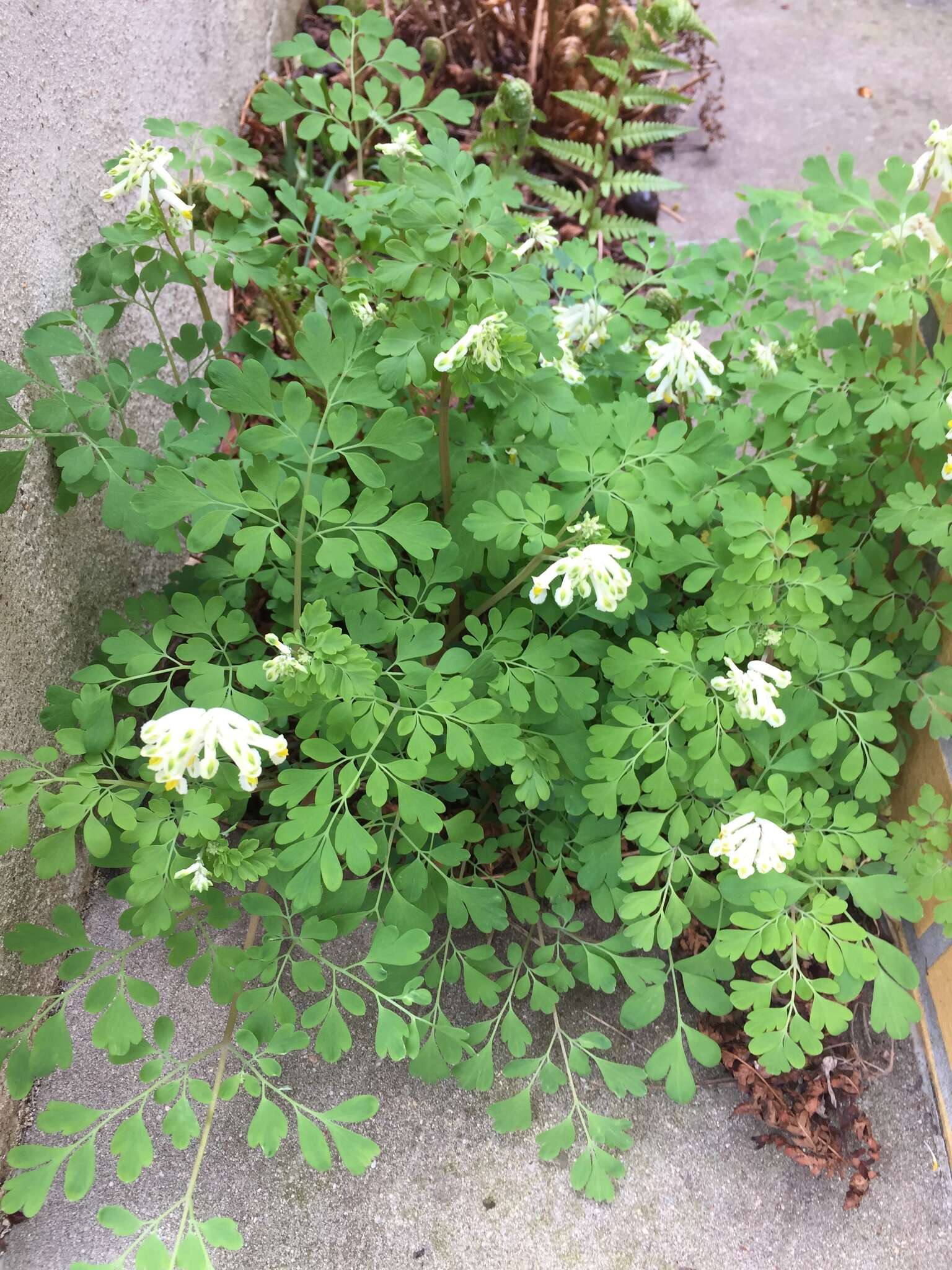 Image of pale corydalis