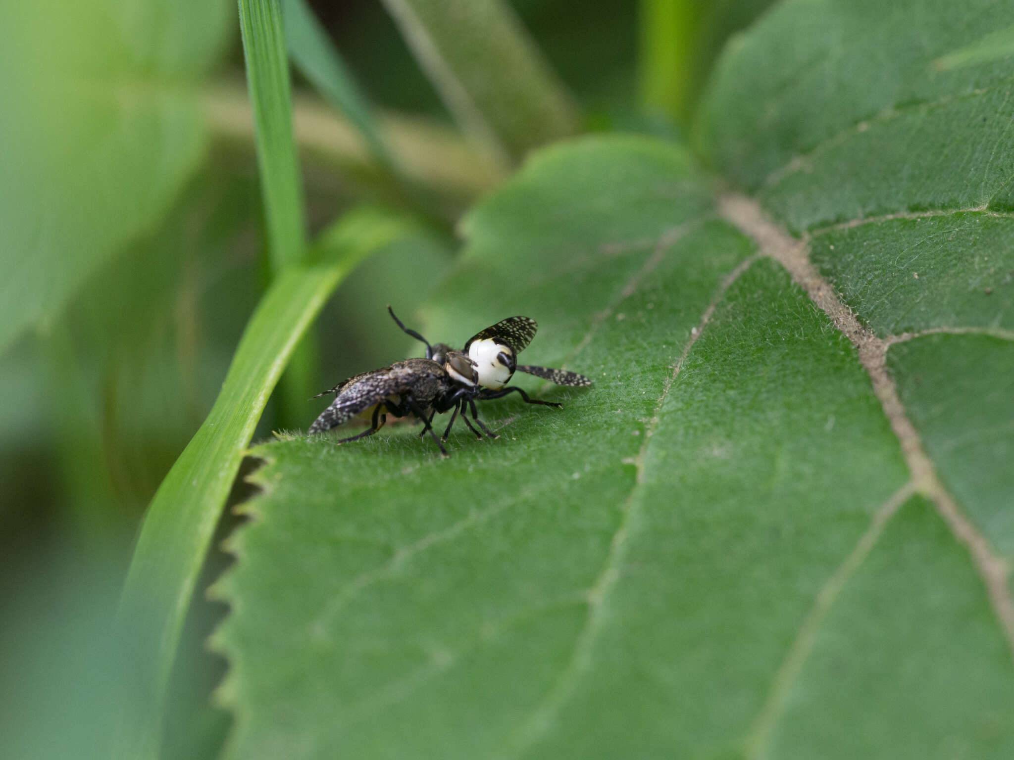 Image of Fly