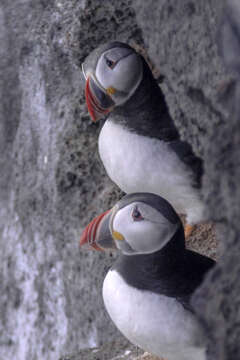 Image of Puffin