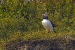 Image of Puffin