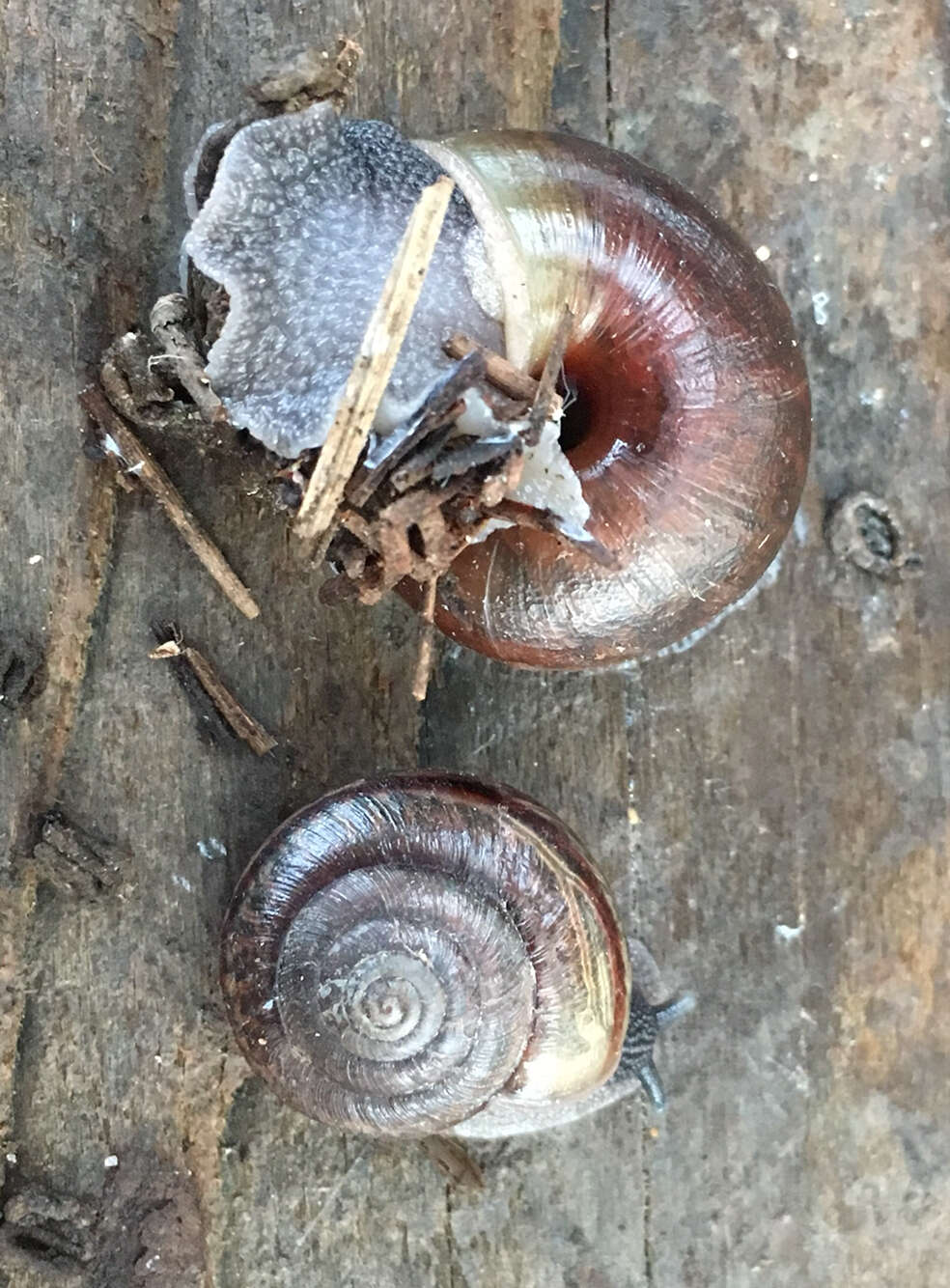 Image of <i>Helminthoglypta sequoicola consors</i> S. S. Berry 1938