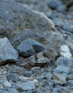 Image of red-winged grasshopper