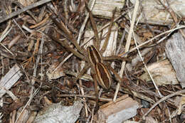 Image of Rabid Wolf Spider