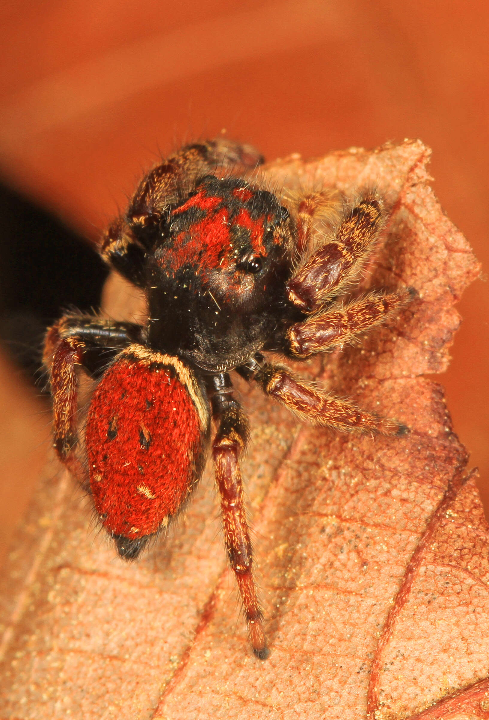 Plancia ëd Phidippus whitmani Peckham & Peckham 1909