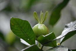 Gardenia aubryi Vieill. resmi