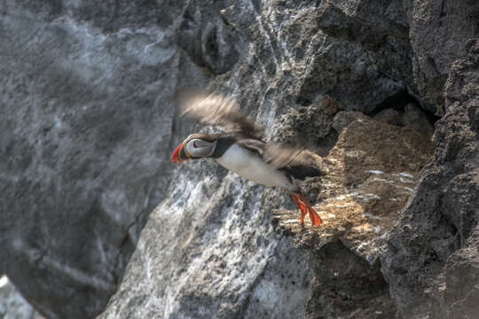 Image of Puffin