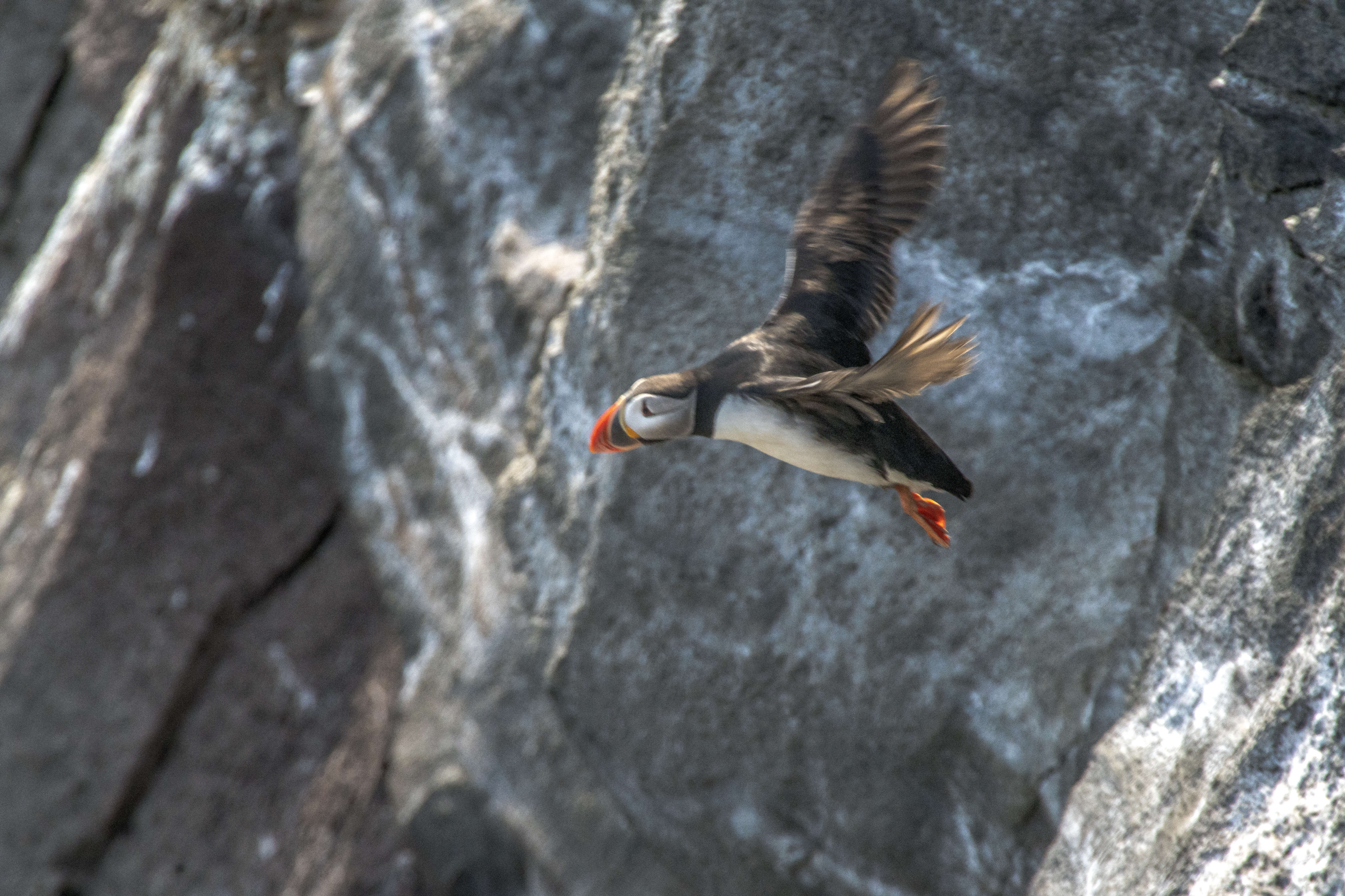 Image of Puffin