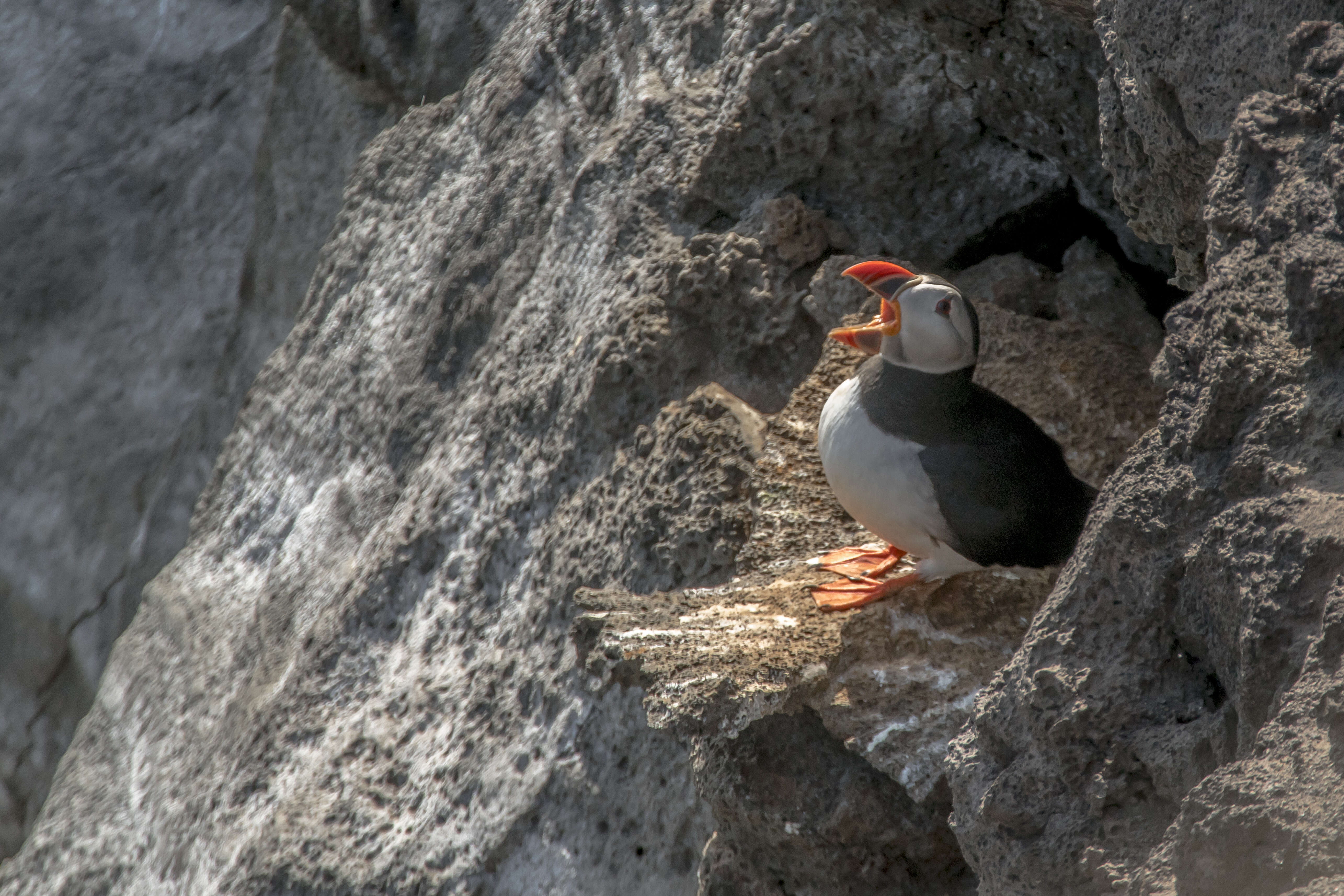 Image of Puffin