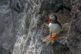 Image of Puffin