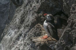 Image of Puffin