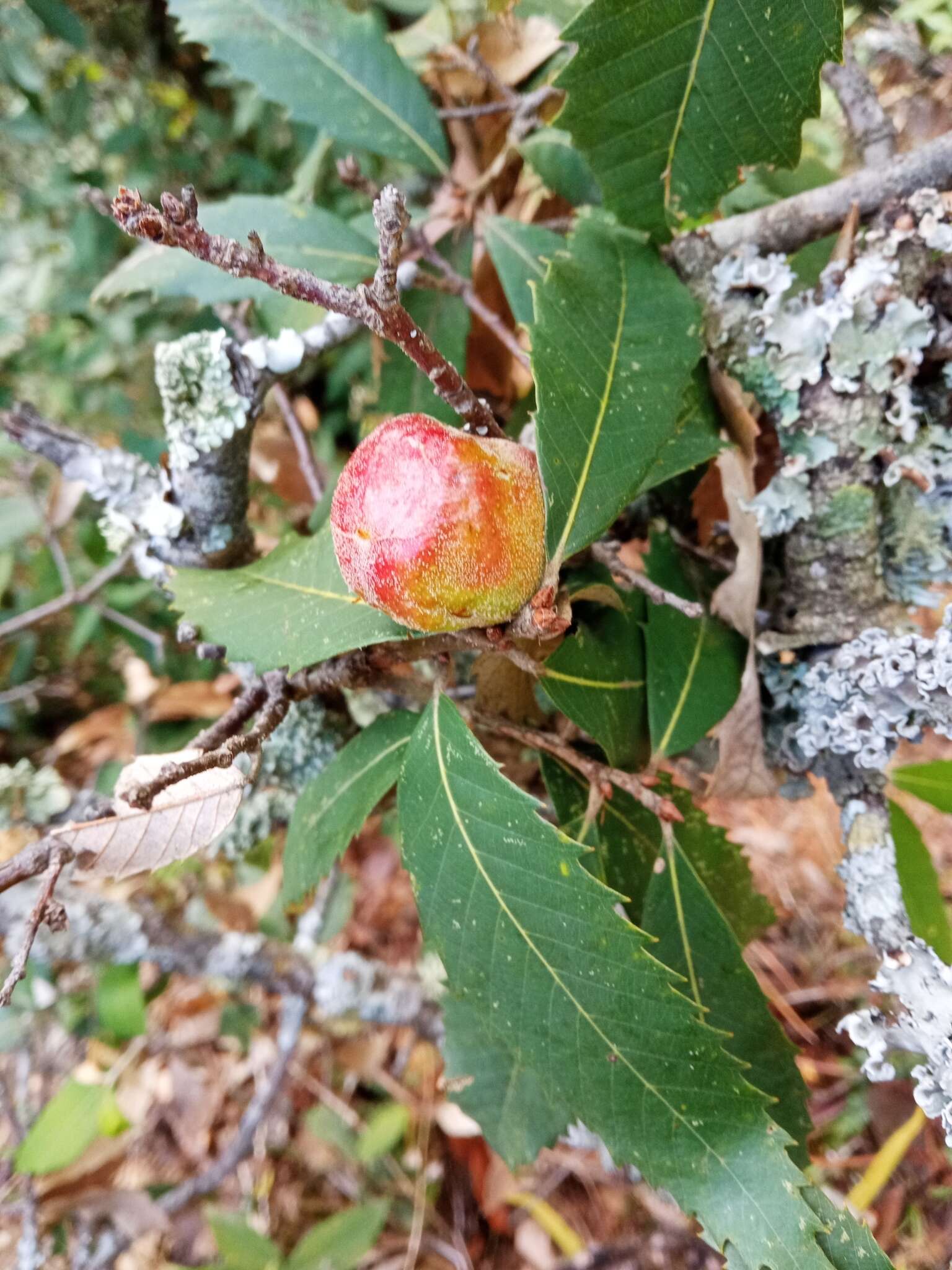 Image of Quercus oblongata D. Don
