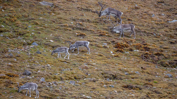 Image of Svalbard reindeer