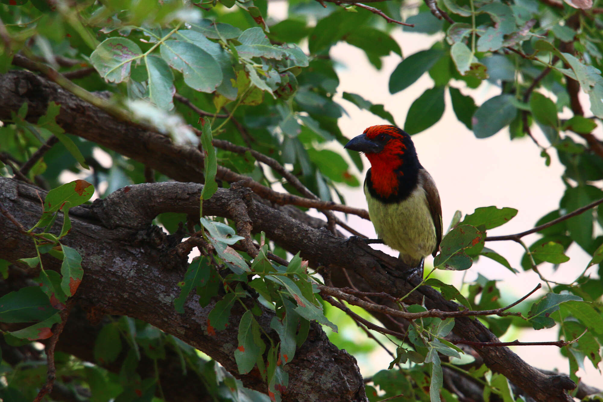 Image of Black-collared Barbet