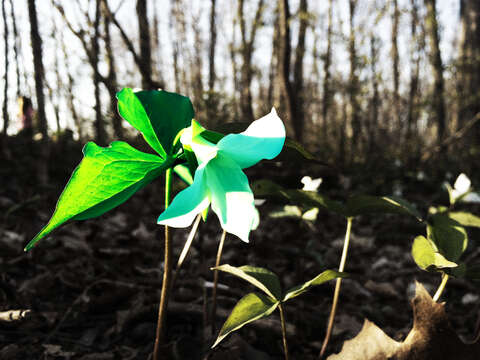 Image of White trillium