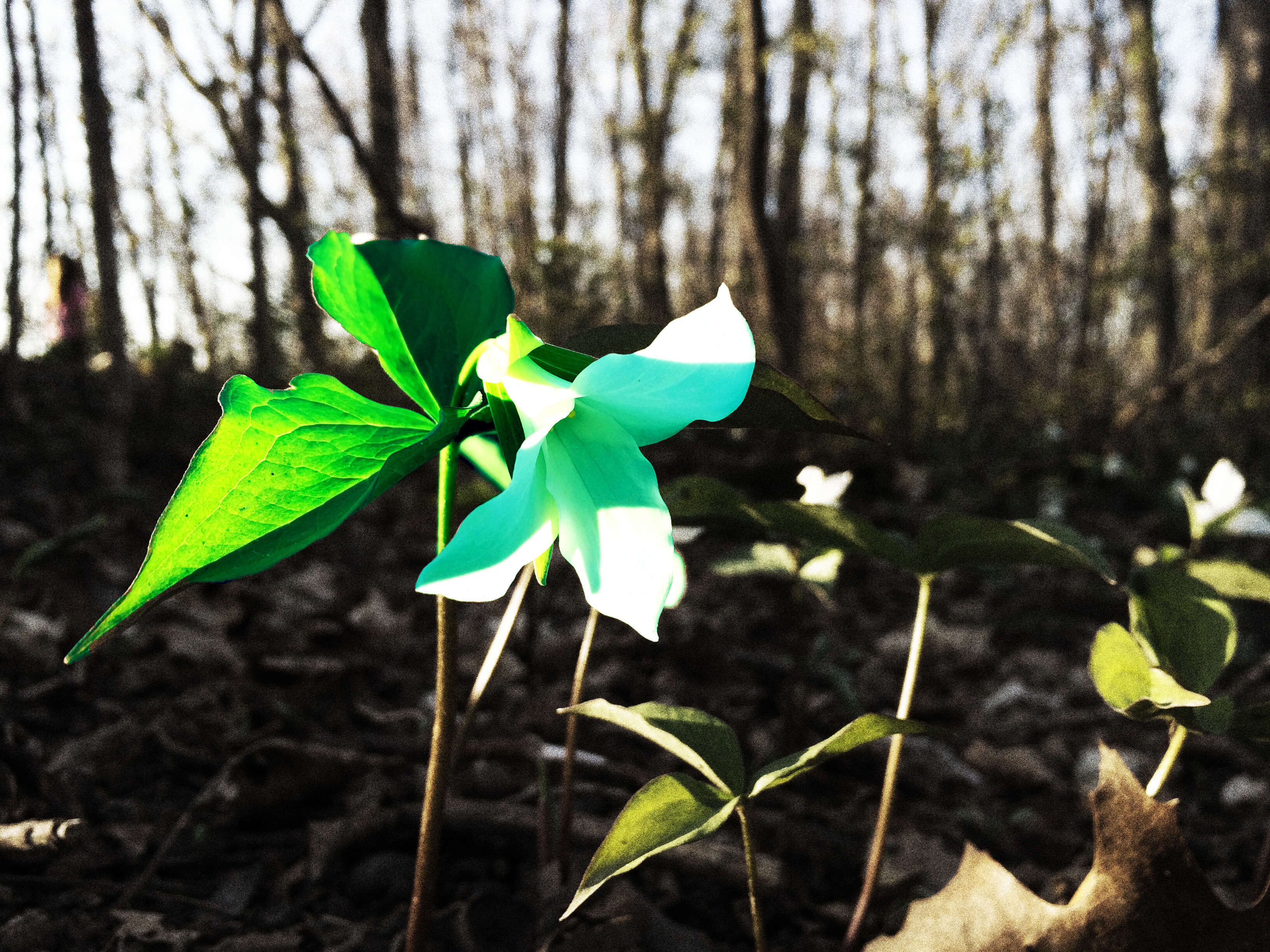 Imagem de Trillium grandiflorum (Michx.) Salisb.