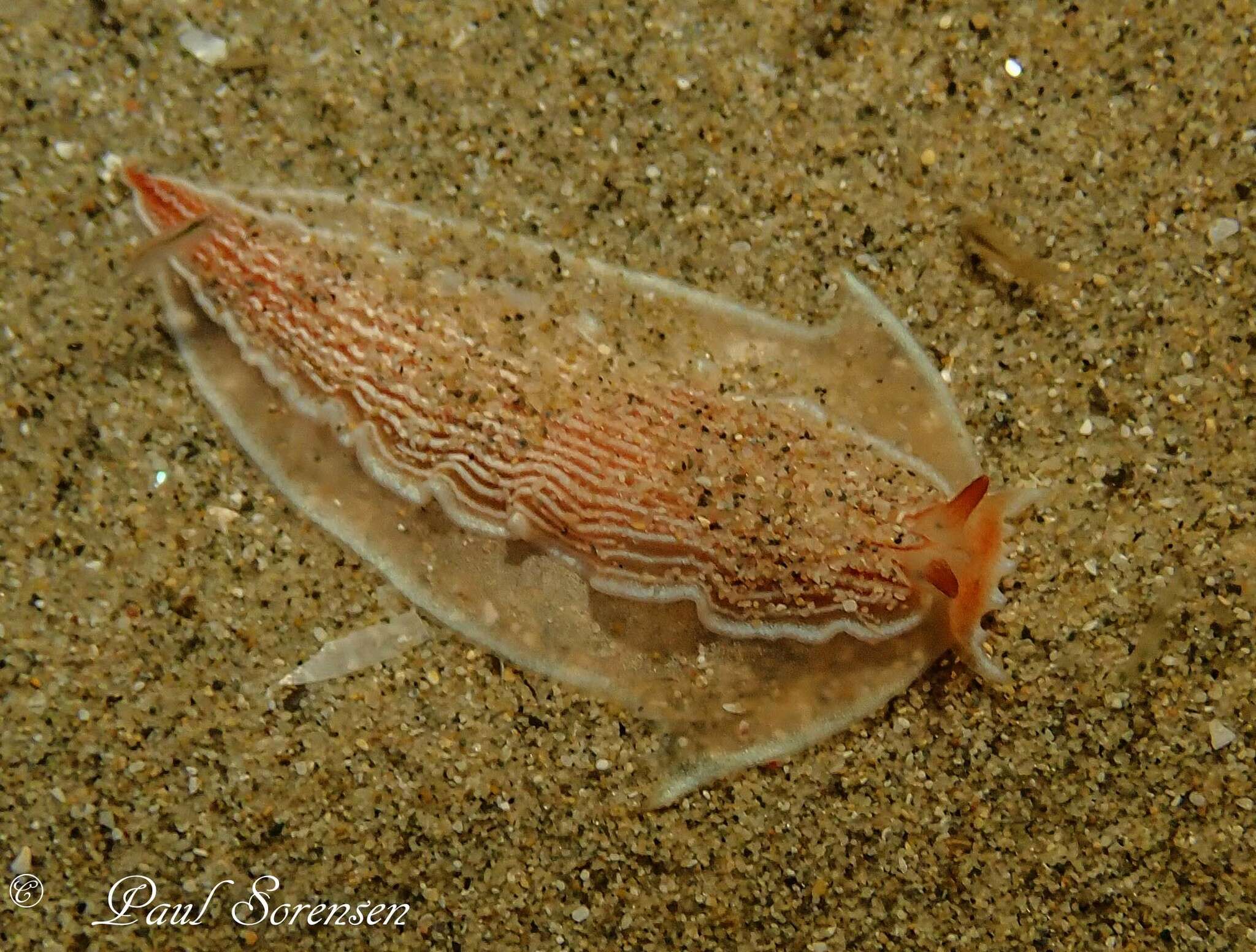 Image of Dermatobranchus rubidus (Gould 1852)