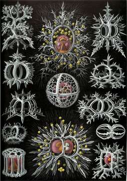 Image of Radiolaria