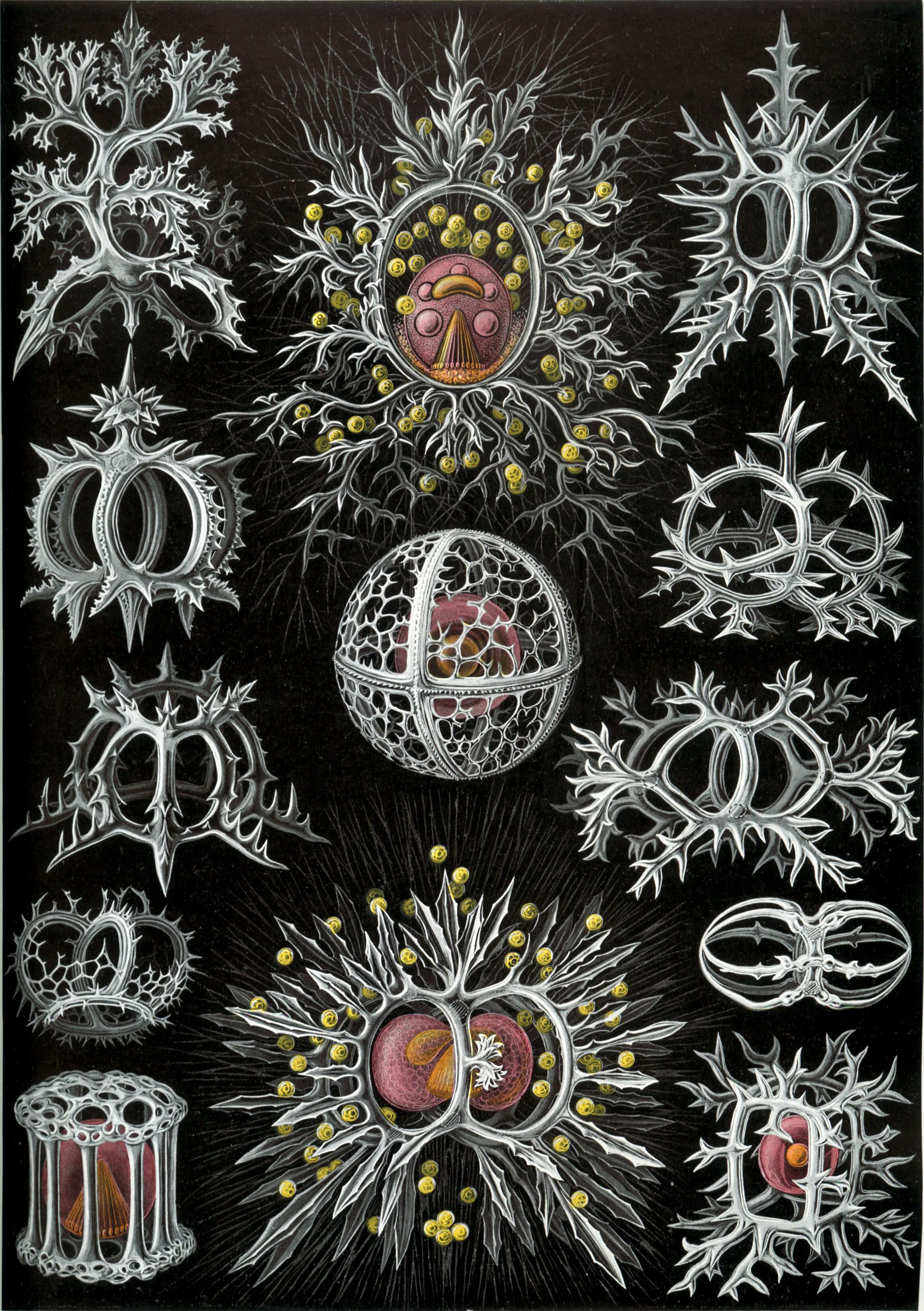 Image of Radiolaria