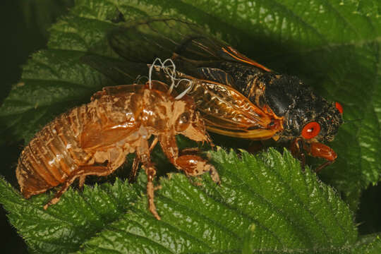 Image of Decim Periodical Cicada