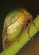 Image of Buffalo Treehoppers