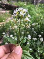 Cardamine cordifolia A. Gray resmi