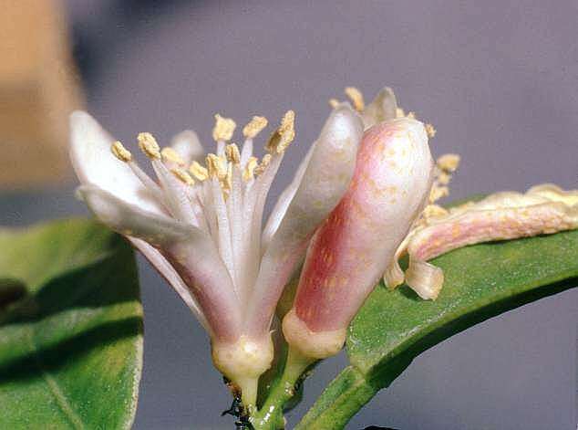 Image of Citrus reticulata